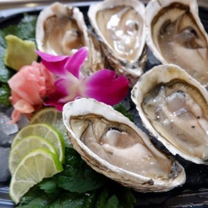 Oysters